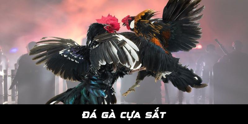 Da ga cua sat